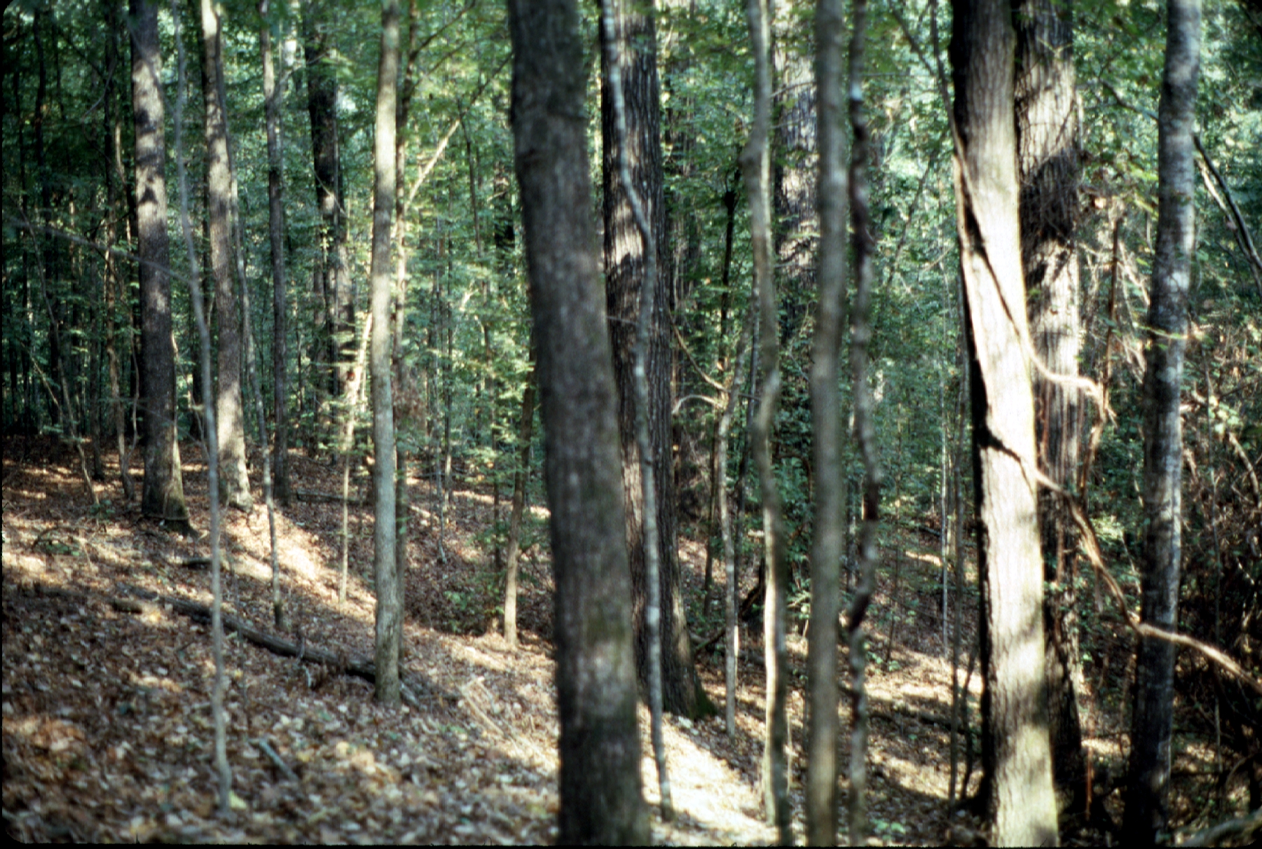 8a. Nature and origin of unevenaged stands What are the natural